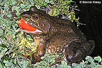 American Bullfrog